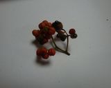 秋の山椒は絶品♪　山椒味噌作り方1写真