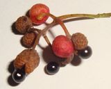 秋の山椒は絶品♪　山椒味噌作り方2写真