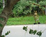ハーブティー　レモングラスのお楽しみ作り方6写真