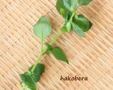邪気退散！無病息災 七草粥✿七草図鑑付き作り方8写真