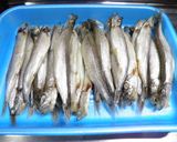 バッター液で簡単＊ししゃもフライ♪作り方1写真