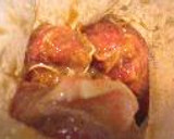 あたしんちの♪とっておきの焼き豚作り方4写真