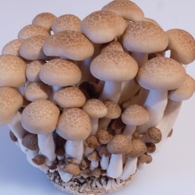 ☆しめじのエコな処理法to冷凍保存☆ by rie-tin 【クックパッド