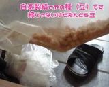 絹さやの種（豆えんどう）でグリーン豆作り方1写真