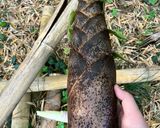 簡単　たけのこでメンマ作り作り方1写真