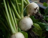 カブの即席漬け　薔薇風にカービング作り方1写真