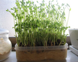 豆苗と舞茸の炒めもの作り方4写真