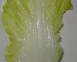 調理師直伝！豆腐入りヘルシーロール白菜だ作り方6写真