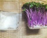 ♻️保存法｜紫キャベツ新芽💜雑学ロス削減術作り方1写真