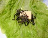簡単３分☆白菜で一口おつまみ作り方4写真