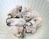 牡蠣とねぎのグラタン風作り方2写真