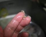 イカの塩麹漬け丸焼き作り方4写真