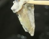 皮巻牡蠣作り方5写真