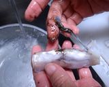 イカとだいこんの煮物作り方2写真