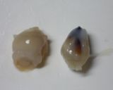 烏賊（イカ）の　”くち”　を食する作り方7写真