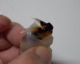 烏賊（イカ）の　”くち”　を食する作り方8写真