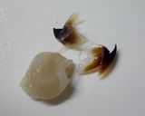烏賊（イカ）の　”くち”　を食する作り方9写真
