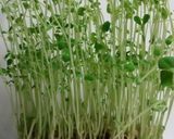 育てた豆苗で…ベーコン炒め♪作り方1写真