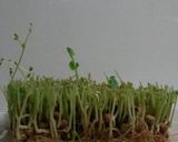 育てた豆苗で…ベーコン炒め♪作り方2写真