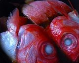 金目鯛玉ねぎ煮作り方3写真