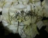 梅と白菜の簡単漬け作り方1写真