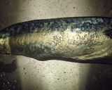 まさばの塩焼き、ベビーリーフ添え!作り方5写真