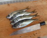 生姜たっぷり鯵のタタキひと手間で黄金の味作り方1写真