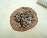 ブリオッシュ　アレンジ　ココアチョコ♪作り方5写真