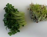 簡単！かいわれスープ作り方1写真