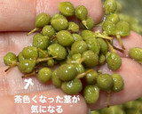 山椒の実下処理作り方11写真