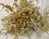 キウイと豆腐チーズの和風カプレーゼ作り方3写真