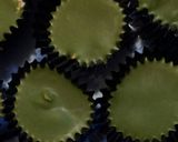 簡単!抹茶フレークチョコ作り方5写真