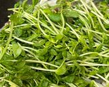 激安！もやしと豆苗と豚肉のチリソース炒め作り方5写真
