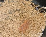 カリカリじゃこ梅そぼろ丼作り方3写真