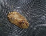 だしのとり方～昆布・かつおぶし～作り方9写真