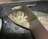 基本のアジの捌き方(三枚おろし)作り方5写真