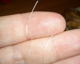 寒ブナの煮付け作り方8写真