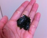 韓国のりを作ろう！作り方1写真