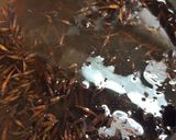 ひじきの煮物 (ごま油・薄揚げ不使用)作り方1写真