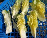 やさしい味　麹入りの白菜のお新香作り方1写真