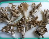 子供も大好き✿簡単まいたけの天ぷら作り方1写真
