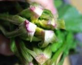 ツブ貝のほうれん草とのバター炒め作り方3写真