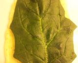 サーモンほうれん草クリチ巻き作り方5写真