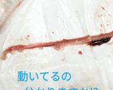 春告魚♬ニシンの下処理♬尾頭付き➕️寄生虫作り方31写真