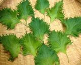 【醤油ベース薬念で簡単】シソキムチ作り方1写真