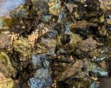 時短で節約✩古い海苔が韓国のりに復活作り方3写真