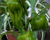豚もやしピーマン中華炒め作り方1写真