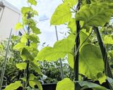 オカワカメ/雲南百薬♥塩ナムル作り方1写真