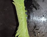 簡単美味しい 和牛ホワイトストロガノフ作り方7写真