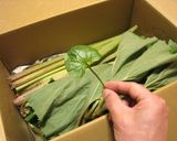フキの煮物&肉味噌炒め&皮茶作り方1写真